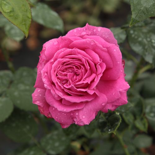 E-commerce, vendita, rose, in, vaso rose bourbon - rosa - Rosa Madame Isaac Pereire - rosa intensamente profumata - Armand Garçon - Resiste in luoghi parzialmente ombreggiati. Perfetta come rosa recisa.